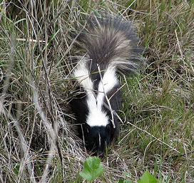 skunk in grass