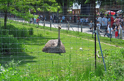 deer & wildlife fence  - ostrich display