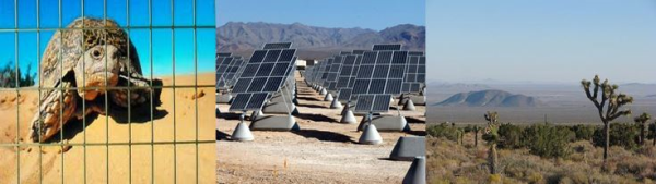 turtle fence solar plant desert