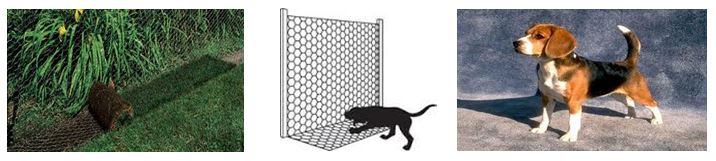 beagle training pen wire