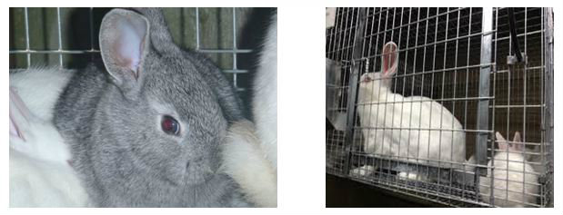 Baby saver rabbit cage with rabbits