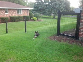 2X4 Fence 12.5 gauge black vinyl coated fence with gate