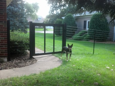  vinyl coated fence with dog and gate 