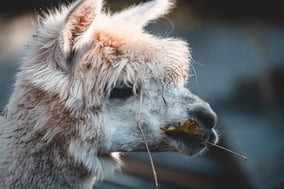 Furry white alpaca face