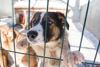 dog behind green vinyl coated wire mesh