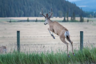 deer jumping over barbed wire fence