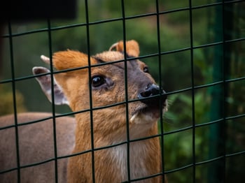 deer behind vinyl coated welded wire fence