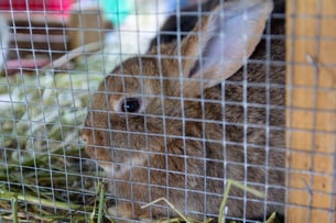 Rabbit behind mesh cage