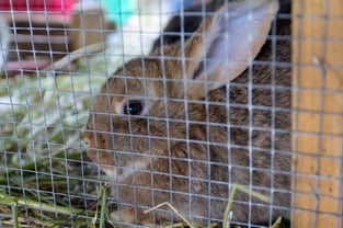 bunny behind mesh