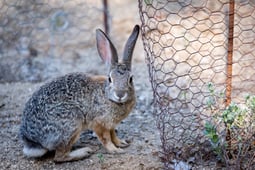 rabbit and hex mesh