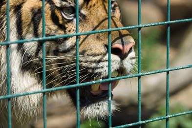 tiger behind peeling green vinyl coated fence