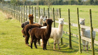 Alpacas in pastoral setting