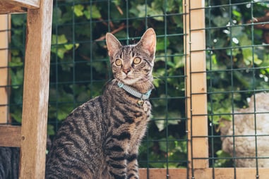 cat in front of black vinyl coated wire fence