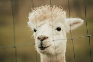 Llama behind fence