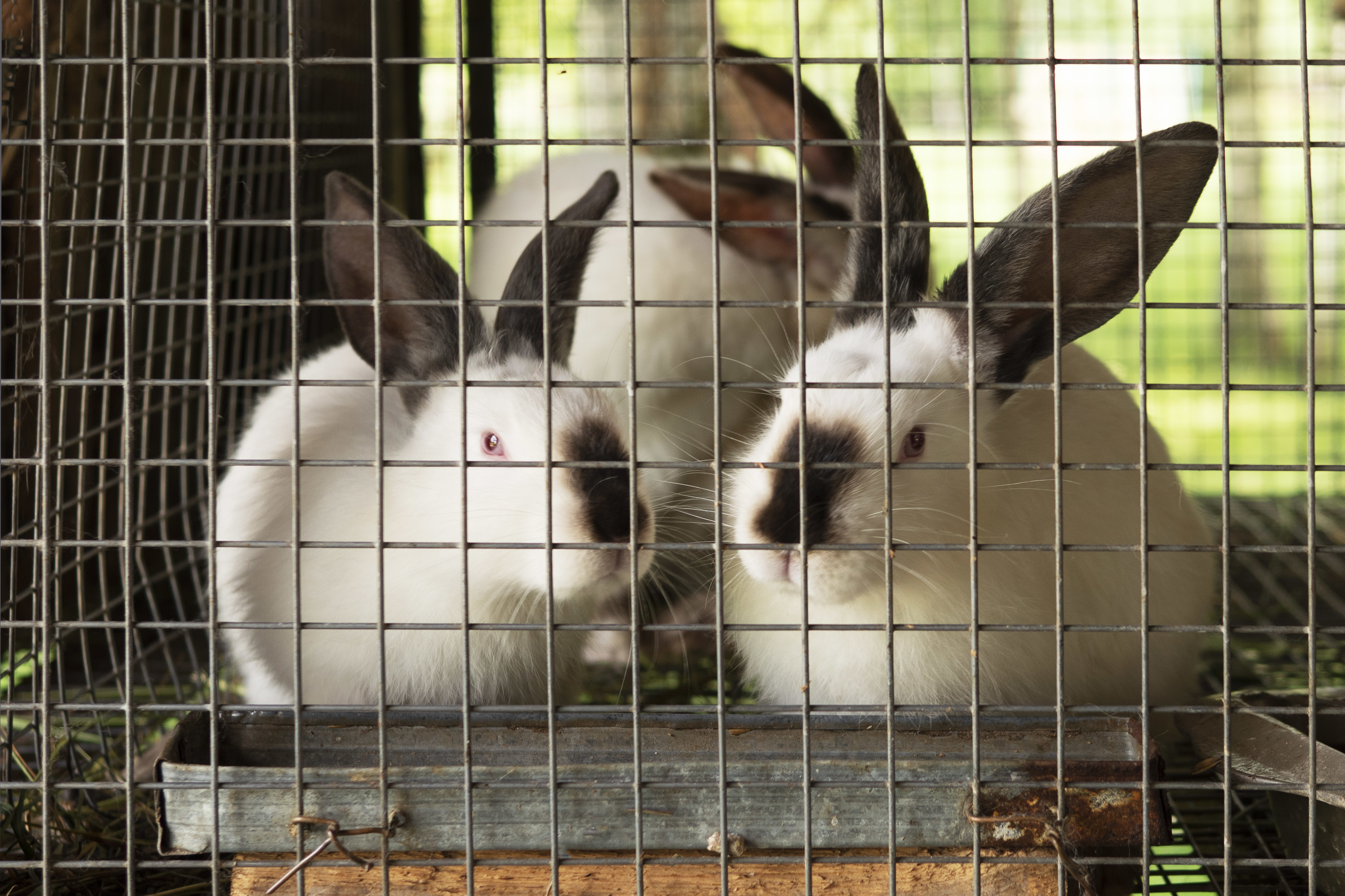 baby saver rabbit wire