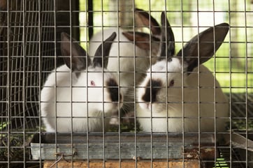3 bunnies in welded wire cage