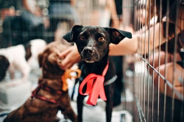 Black puppy next to stainless steel wire mesh