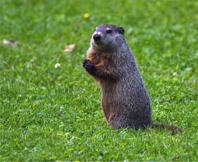 Woodchuck on lawn 