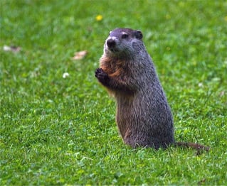 Woodchuck