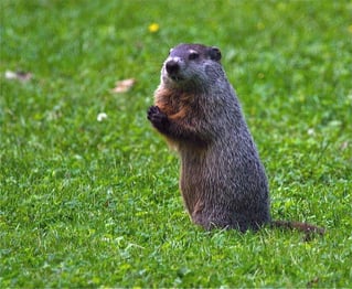 Woodchuck 