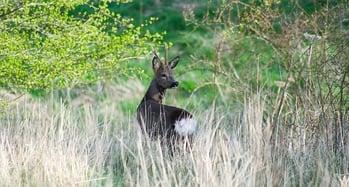 deer in thicket