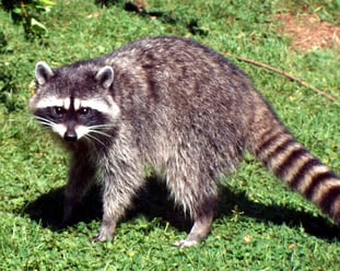 angry raccoon