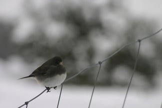 A bird on a woven wire fence