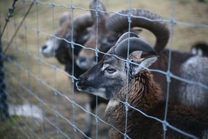 rams standing by a fixed knot fence