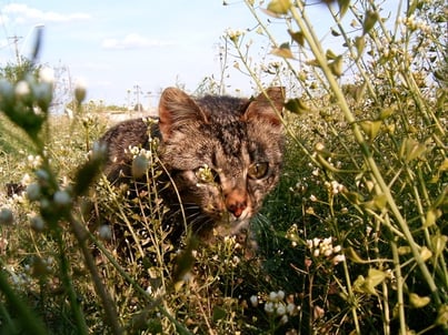 cat stalking in brush