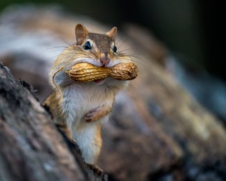 chipmunk with peanut