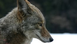 coyote head in profile with snow in background