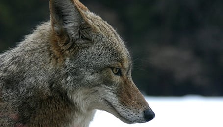 coyote portrait