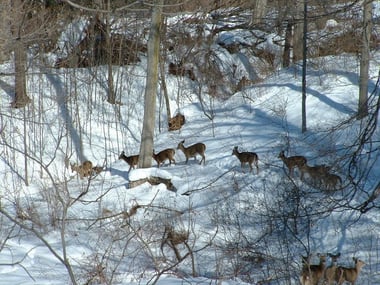 deer in the snow