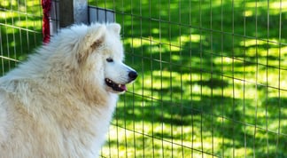 dog behind welded wire fence