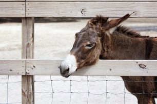 donkey behind woven wire mesh