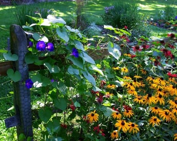 garden fence with flowers