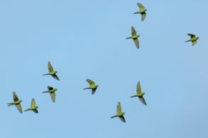 flock of birds in flight against blue sky