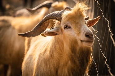 goat next to fence on sunny day