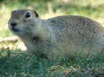 gopher