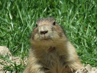 gopher