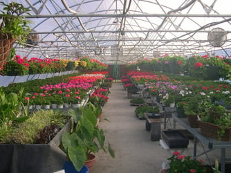 greenhouses-1406881-640x480 (3)