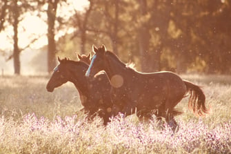 horse galloping through pasture