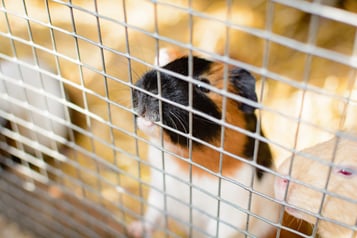 hamster in cage