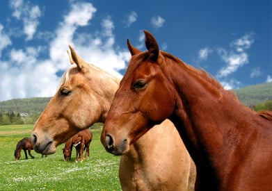 horses in field with blue sky