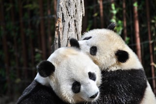 two pandas embracing