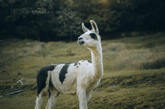 llama in field