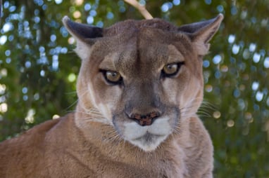 mountain lion