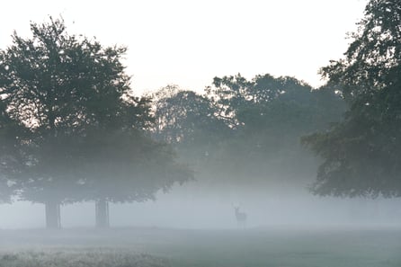 deer in misty field with trees