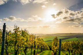 vineyard with horizon and sun and clouds