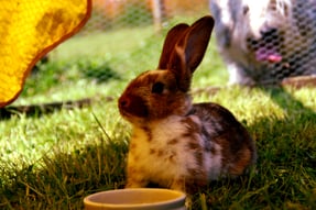 rabbit on grass in mesh surround 